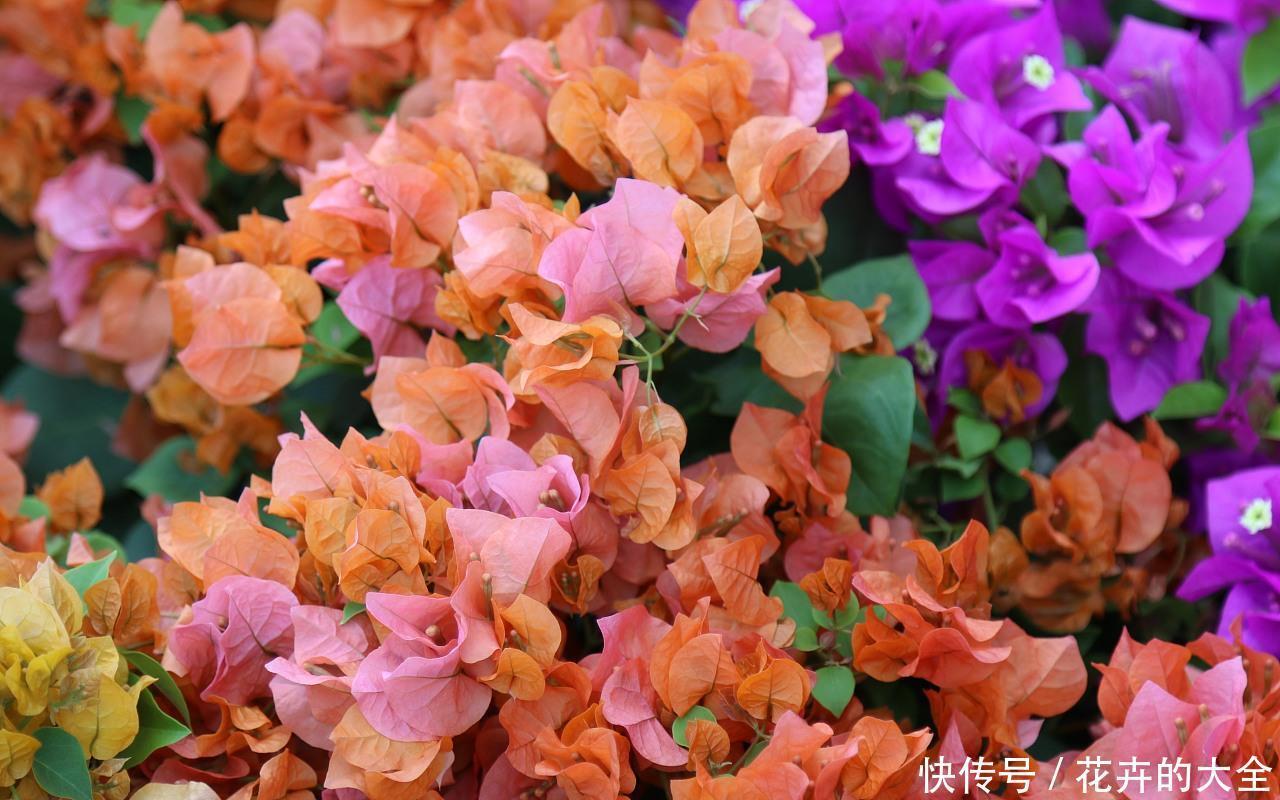 『漂亮』喜欢在家中养护花卉,就养护花色绚丽,花枝妖娆的3种花卉,漂亮