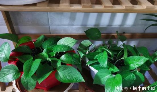 植物:家庭养绿萝,别忽视3点需求,不然想要枝叶长爆盆,难