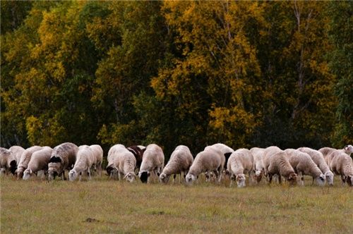 两千块也能玩出小众新天地?带你深度体验秋天最美神秘大草原