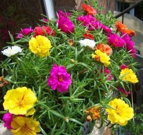  「开花」盆栽太阳花，使劲“虐待”，憋满侧芽，花似小牡丹，开满大阳台
