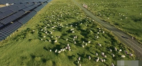  「解决」中国在发电站放了几千只羊，解决世界级难题，西方佩服