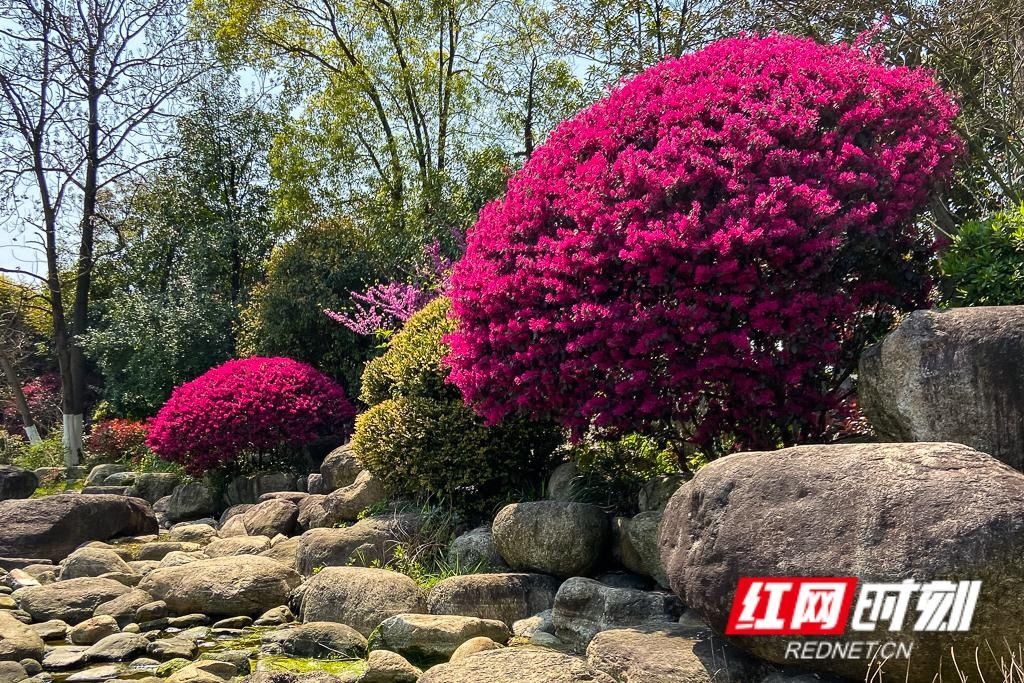  春天■组图丨立夏将至，还记得这一朵朵绚烂了整个春天的花吗