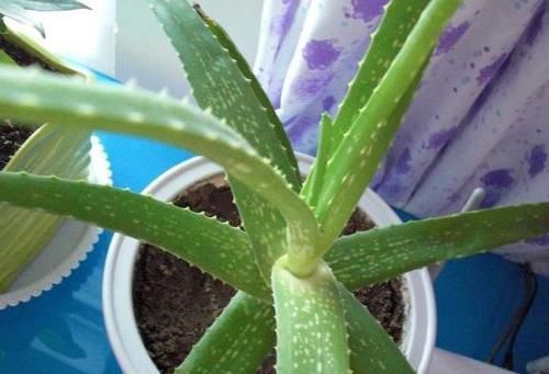 【肉质植物】这“2种”植物,最适合“上班族”养,不仅耐阴性,还能防辐射!