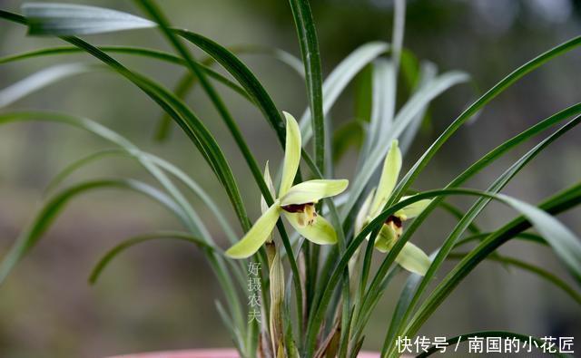  【阳光照射】兰花种植不服盆？原因就是这4条，实用技巧告诉你