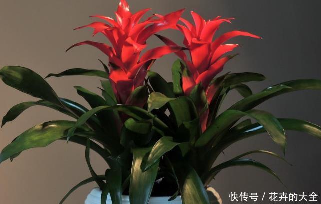 「不养」客厅养盆“镇宅花”,净化空气,旺财旺运又养人,不养太可惜了
