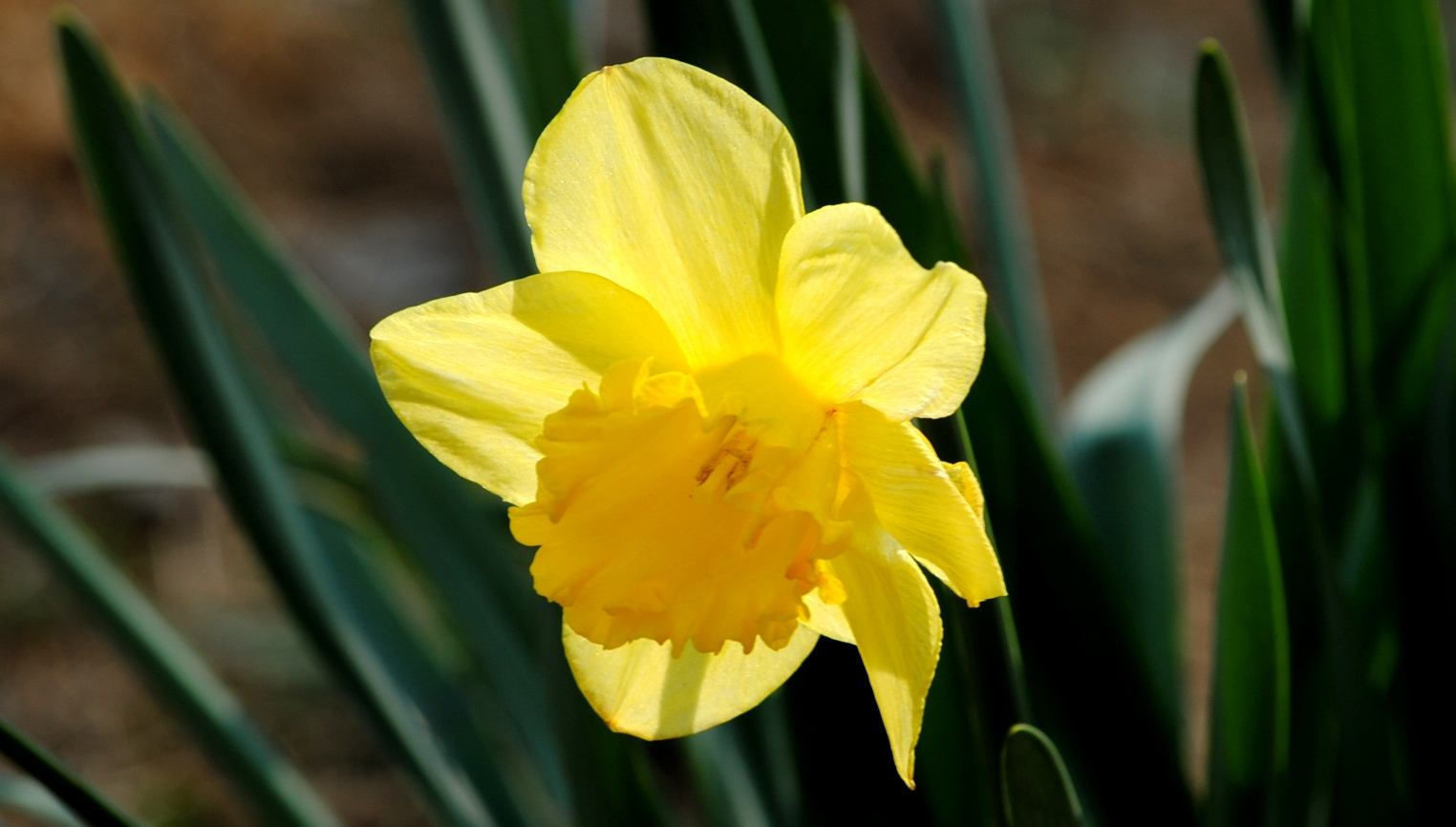  『根盘』洋水仙,根盘清理成这样就差不多了吧?