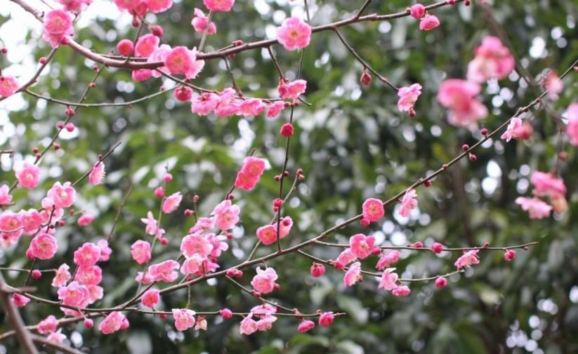  『吉利』都说这花不吉利，我却偏要养，开花后惊艳所有人！