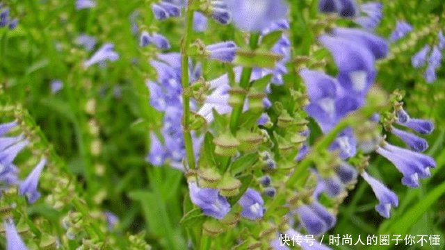  「药用价值」野外这种植物叫“半枝莲”农民曾把它当害草，如今