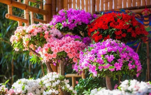  『图解』户外赏花需防毒 常见有毒花草图解