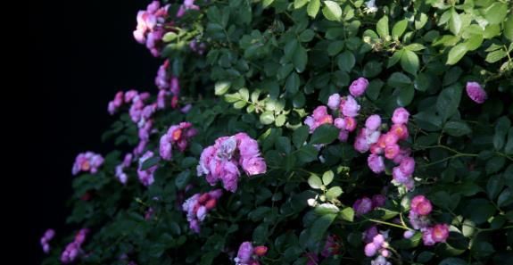  「花期」种植盆栽蔷薇花，农民教你种植技巧，掌握即可种植盆栽蔷薇花！