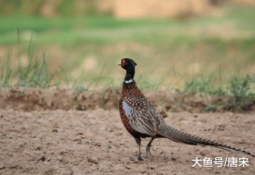  「俗话」农村老俗话“上山甲鱼，下山野鸡不能碰”什么意思？有
