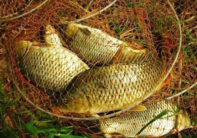  『垂钓』深山钓鱼遇狼群，现场惊心动魄，从此告别了单人垂钓