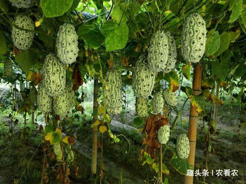  #采收#120天即可采收，超市6元一个，亩产达8000个，少有人种植