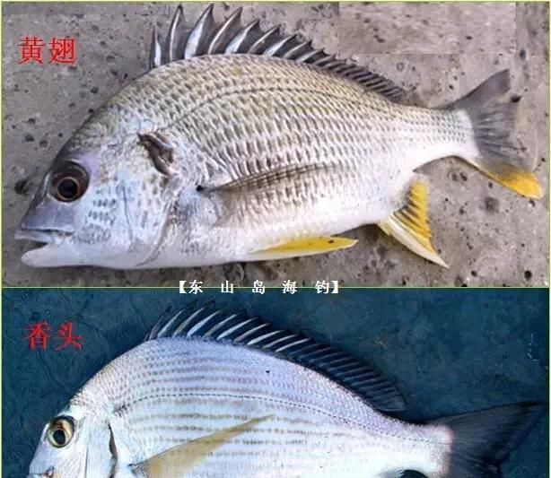 「东山叫红」46种海钓常见的鲷类鱼，最后一种高价的鱼原来也是鲷鱼，才知道