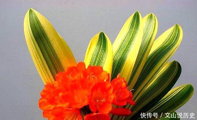  『定要注意』养护“彩兰”，避开“1点”，只看叶就很美，养一次，就喜欢上它
