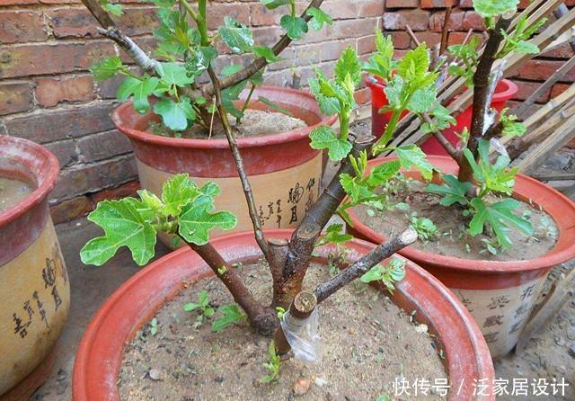 果实|一节枝条,轻松种一盆无花果盆栽,果实多的吃不完!