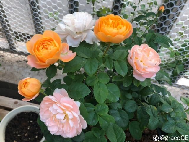 春天@春天是养花的季节,该播种修剪、扦插施肥了,快看你都做了没?