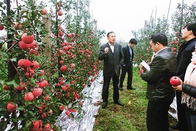 中国苹果落后？荷兰专家是这样看待我们的！