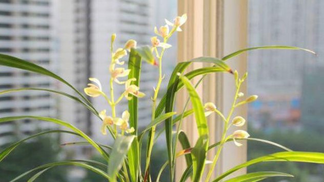  [兰花僵芽]养兰花用上它,可使其快速生长复壮,棵棵长得旺,盆盆开花多