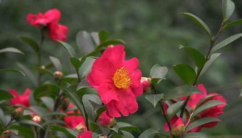 『找到』茶花和茶梅傻傻分不清?7个方法,分分钟找到不同点