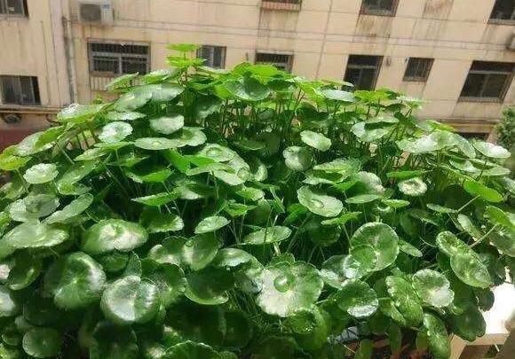 漂亮■家里就养这几种植物，一棵就能长爆盆，一盆能养上十年，漂亮好养
