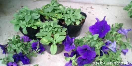「漂亮」3种花,顶部修剪很重要,越剪长得越猛,不然开花少长得丑!