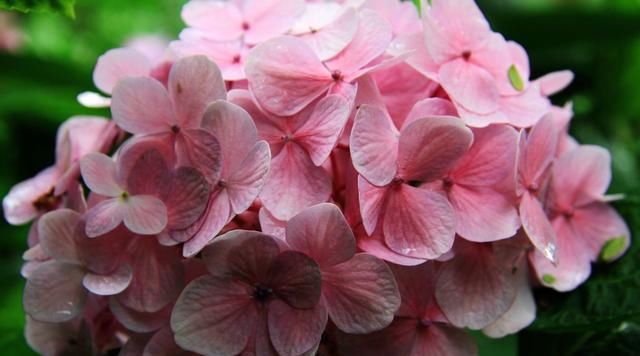  『养花』四月是养花的季节，养一盆“长命百岁花”，讨个好彩头，心情舒畅