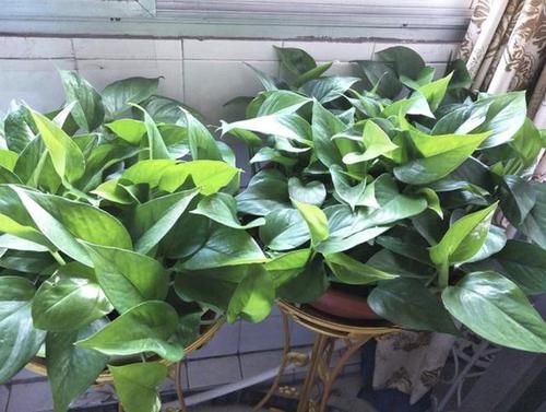  「植株的叶片」养1个月绿萝，叶片发黄、脱落，离不开“3个原因”，教你解决！