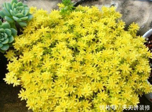  「速度」繁殖速度“最快”的4种多肉，容易长满阳台，买盆都跟不上趟！