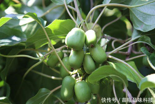  「蜂蜜」阳台也能种果树，1种果树养2棵，一棵能结好多果，味道比蜂蜜甜