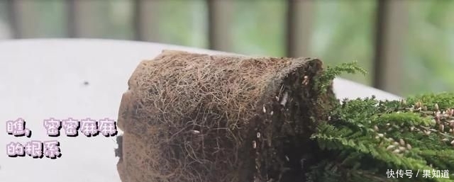  『植物』挪威国花——帚石楠，花开绚丽，不畏严寒，好看还好养