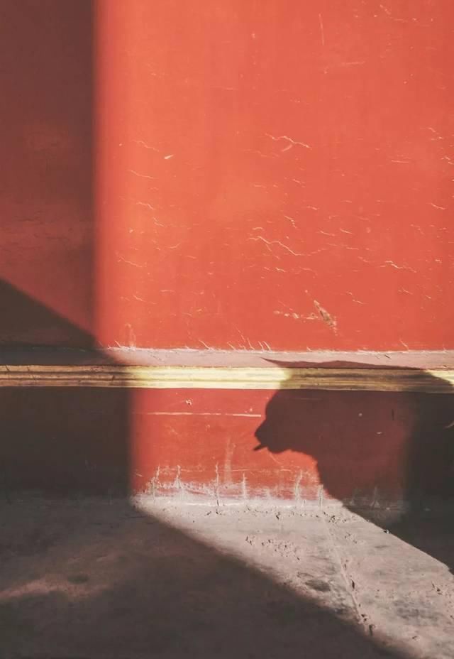 一年 30 多趟故宫，只为拍摄超赞「故宫猫咪图籍」！