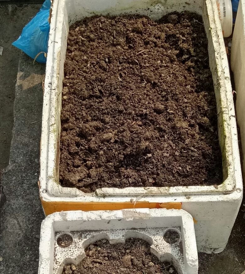  花钱买|肥得流油的“养花土”,家门口就有,随用随取,别再花钱买了!