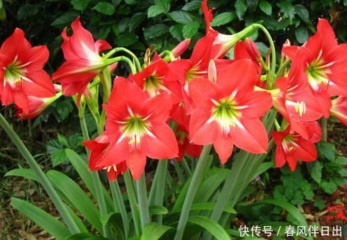  #温度#盆栽朱顶红的“4个”养护细节，做好了一年开两次！