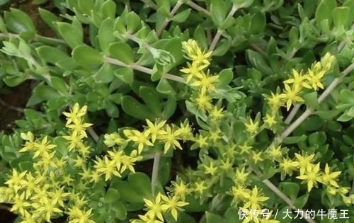 【观赏价值】在河岸,有1种“垂盆草”珍贵、奇特,挖1棵种起来,变值钱!