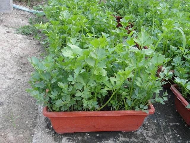  西红柿：这几种蔬菜，种在花盆里，一年四季吃不完的菜，真好
