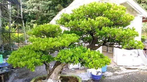  [值钱]2种“镇宅花”，客厅养一盆寓意好，比啥花都强，越养越值钱