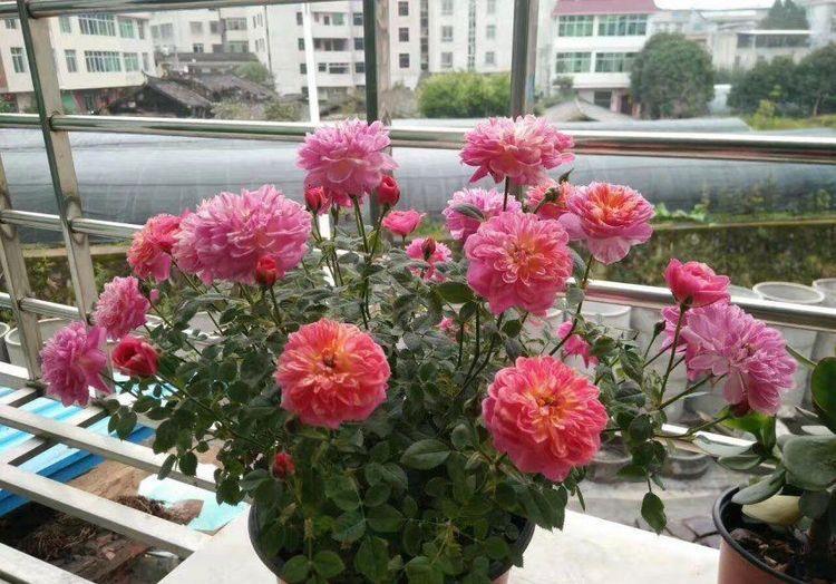 「微笑」喜欢玫瑰,不如养盆“珍品名菊”笑靥金,似微笑酒窝,正能量满满
