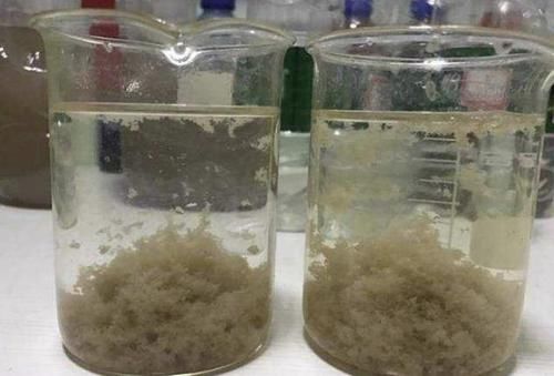  [观叶植物]1种“液体”和清水混合，用来浇虎皮兰，20天叶片挺立、翠绿！