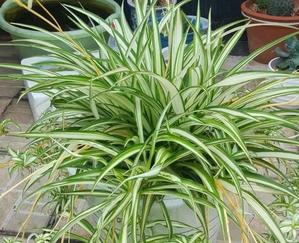 利于吊兰:如何给吊兰盆栽补水?2点做到位,植株生长得旺盛、枝繁叶茂