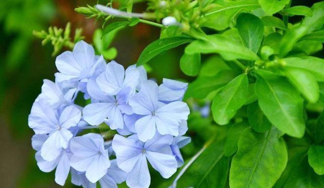  #招人#适合夏天养的3种花，开花量大能爆盆，颜色鲜艳招人爱，天天赏花