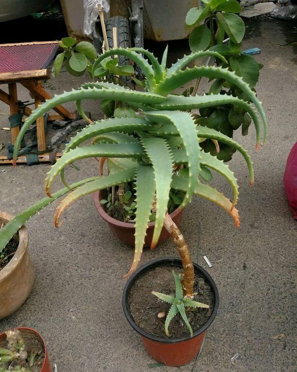  「干燥」养盆“木立芦荟”，脚底皲裂，手背干燥，叶子擦一擦，溜光水滑