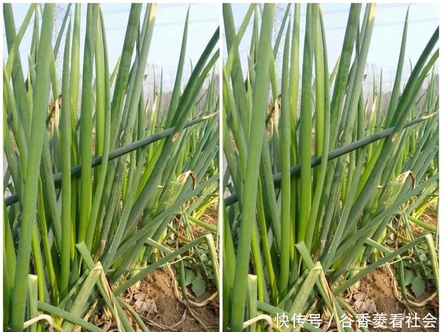  奇怪@奇怪的农村人：稀罕农产品懒得收，田里自生自灭