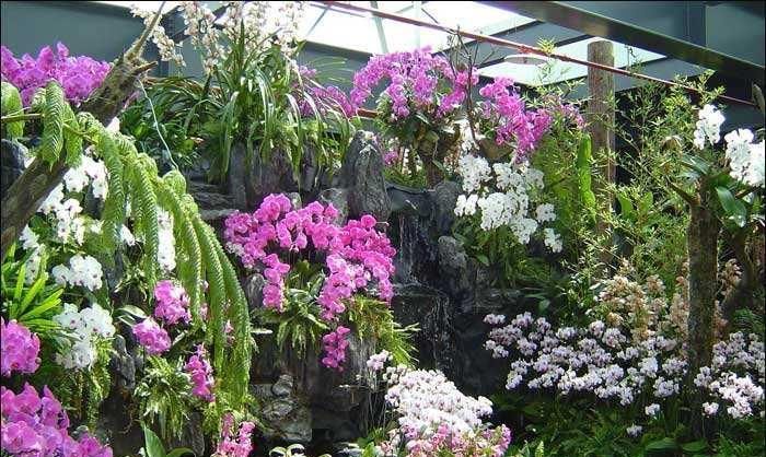 台湾兰花出口大陆受阻,只能当垃圾扔掉,每位花