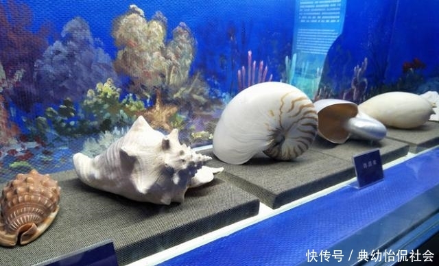 无需舍近求远,在福州也能看到海洋巨大生物的骨骼标本