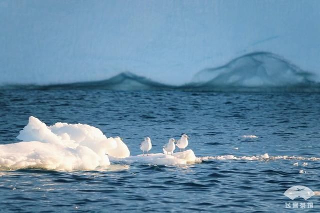 中国小伙北极之旅，入住2000多一晚的当地酒店，鲸鱼肉竟放路边卖