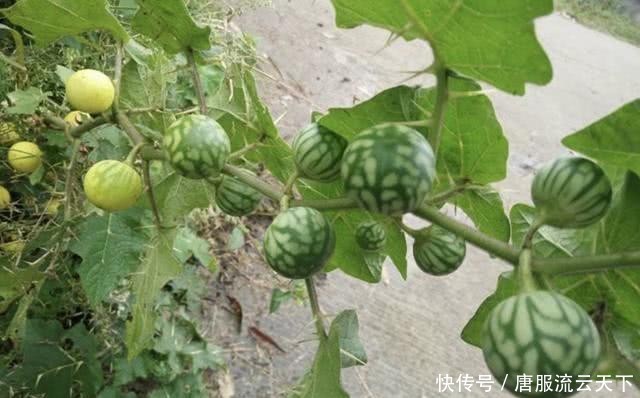 「人称」山沟里,有1种野草叶片带刺,人称“刺天茄”,有小果子,珍贵!