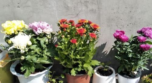 『躲雨』千奇百怪的花卉中,有这么2种植物,不喜欢下雨天,需在室内躲雨