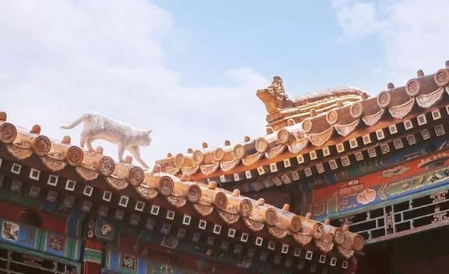 一年 30 多趟故宫，只为拍摄超赞「故宫猫咪图籍」！
