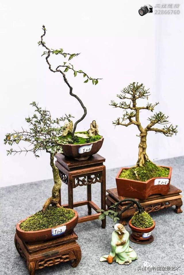 把温江盆景卖到欧洲去